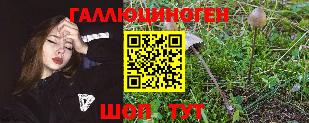 Псилоцибиновые грибы Psilocybe Екатеринбург